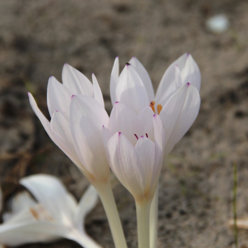 Colchicum byzantinum 'Innocence'