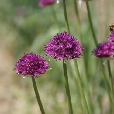 Allium komarowii
