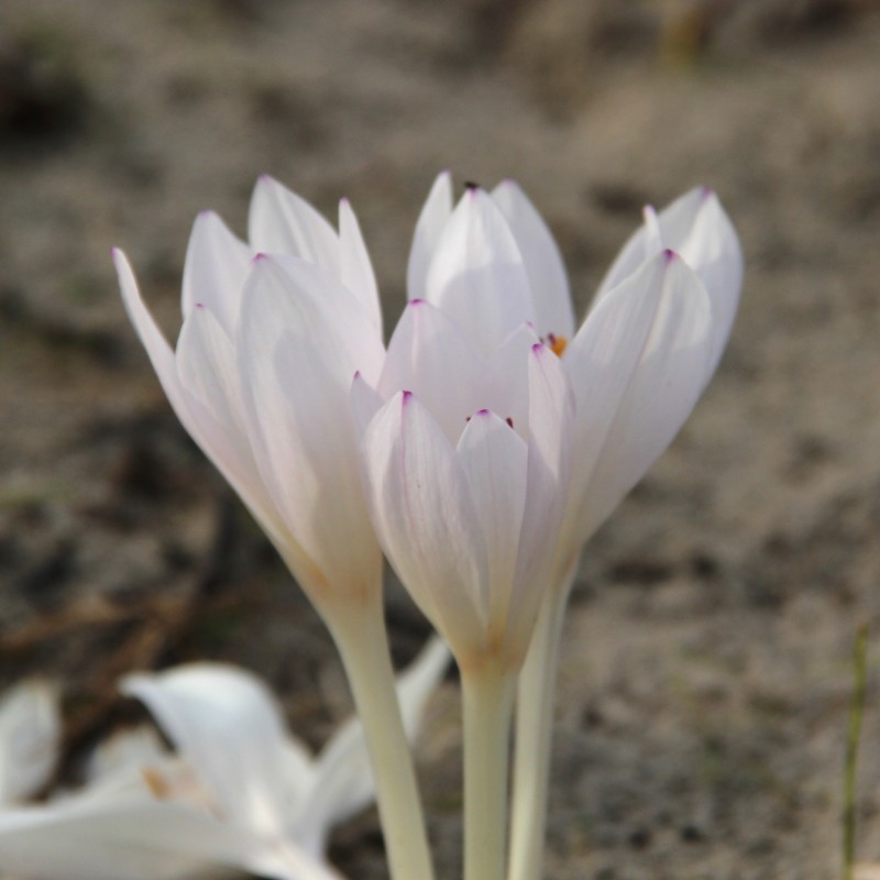 Colchicum byzantinum 'Innocence'