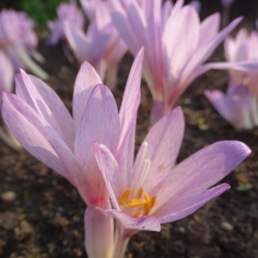 Colchicum davisii
