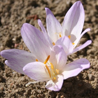 Colchicum davisii