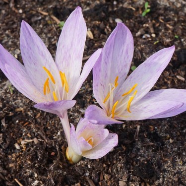 Colchicum davisii