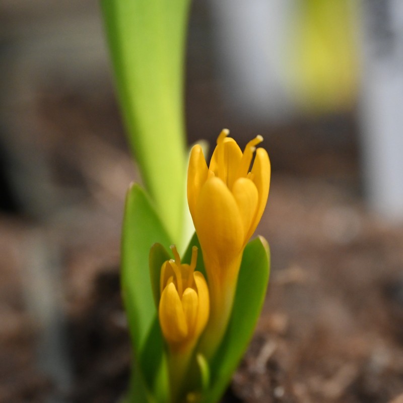 Colchicum luteum