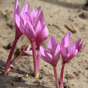 Colchicum pannonicum