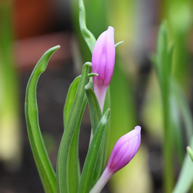 Colchicum serpentinum