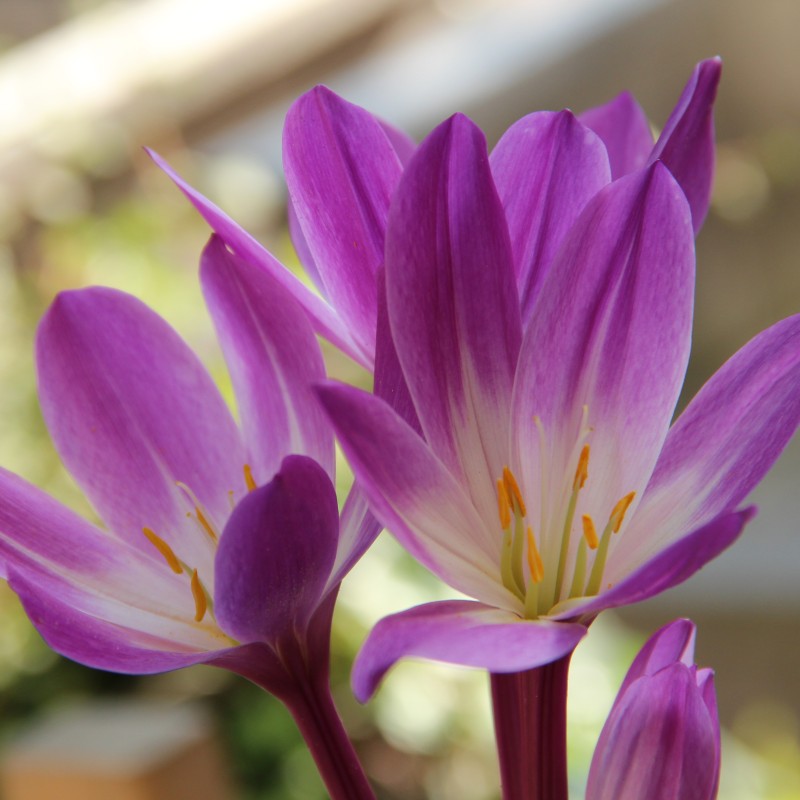 Colchicum speciosum 'Atrorubens'