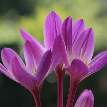 Colchicum speciosum 'Atrorubens'