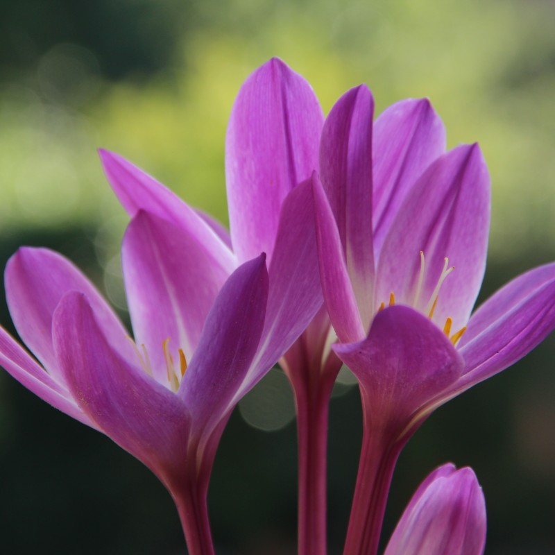 Colchicum speciosum 'Atrorubens'