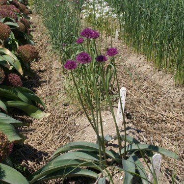Allium komarowii