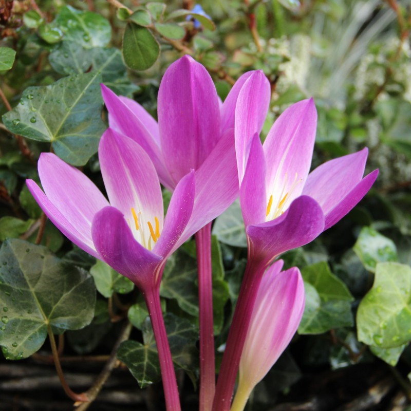Colchicum speciosum 'Atrorubens'