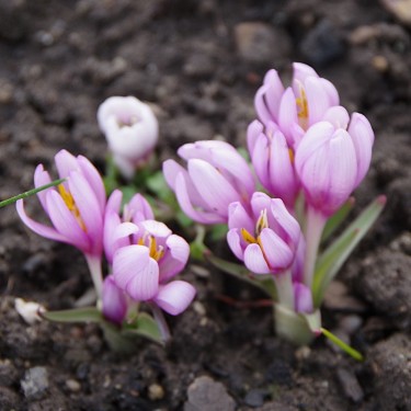 Colchicum serpentinum