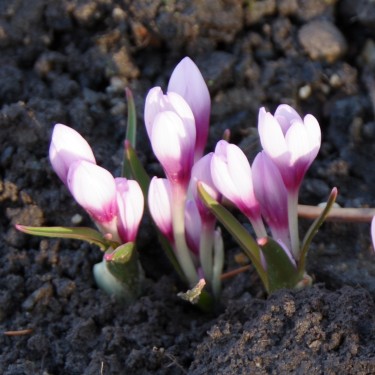 Colchicum serpentinum