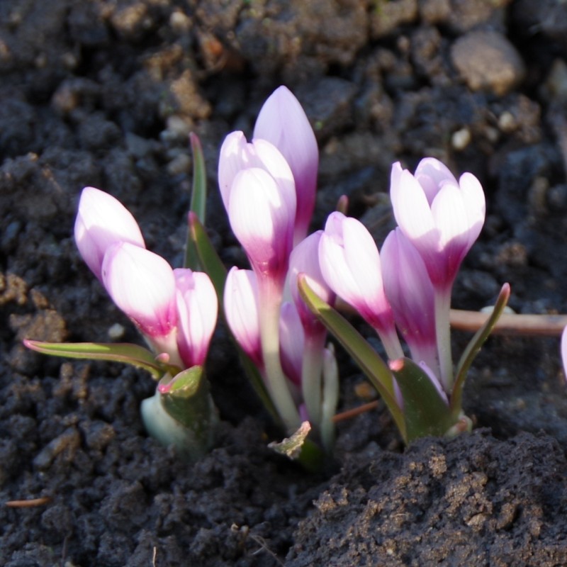 Colchicum serpentinum