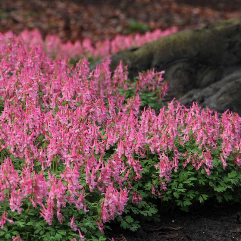 Corydalis solida 'Beth Evans'