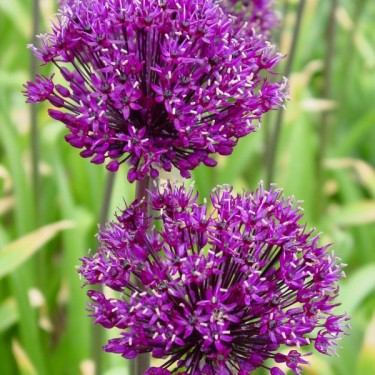 Allium komarowii