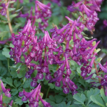 Corydalis solida 'Purple Bird' 