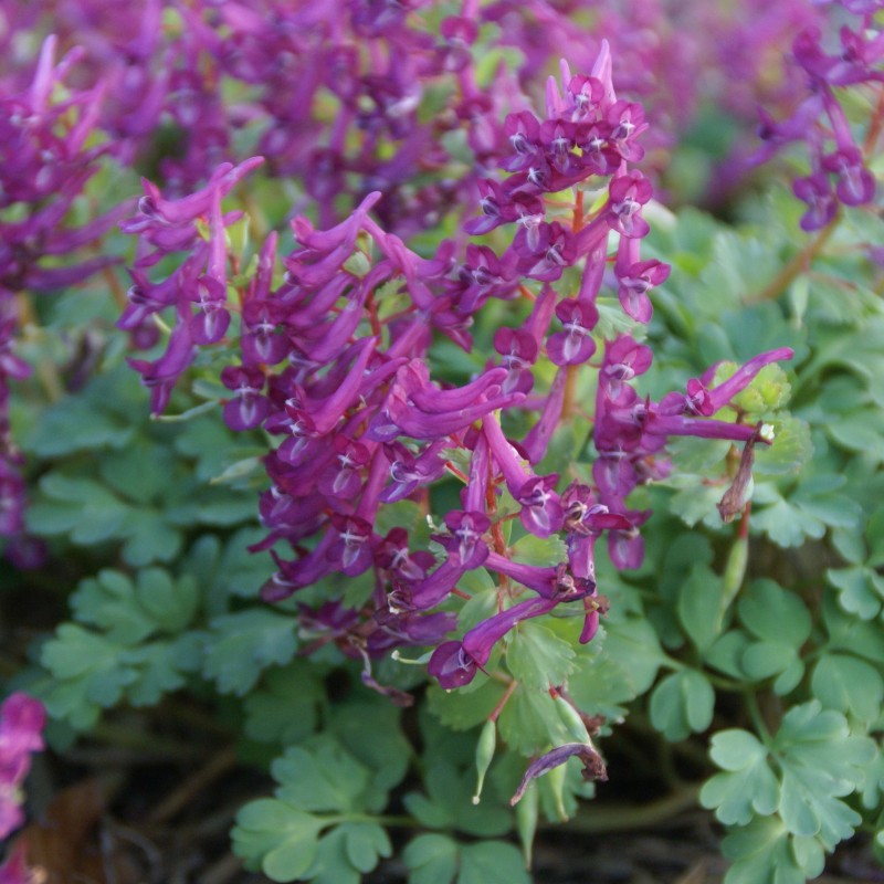 Corydalis solida 'Purple Bird' 