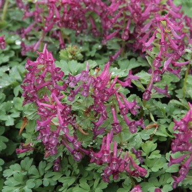 Corydalis solida 'Purple Bird' 