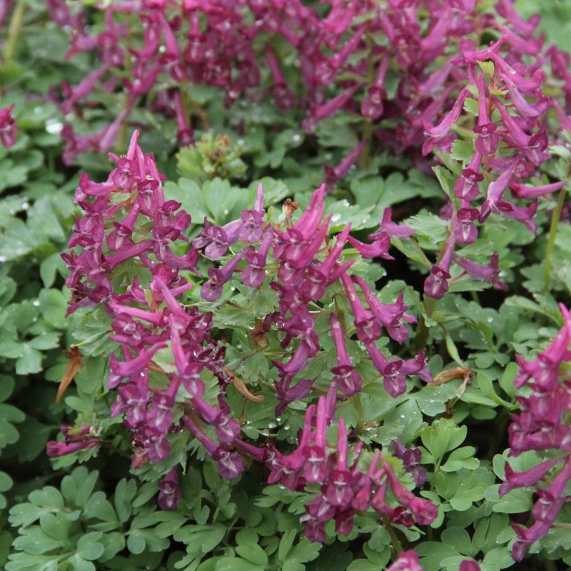 Corydalis solida 'Purple Bird' 