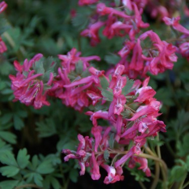 Corydalis solida 'Transsylvanica'