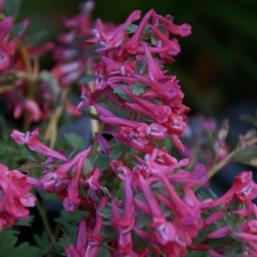 Corydalis solida 'Transsylvanica'