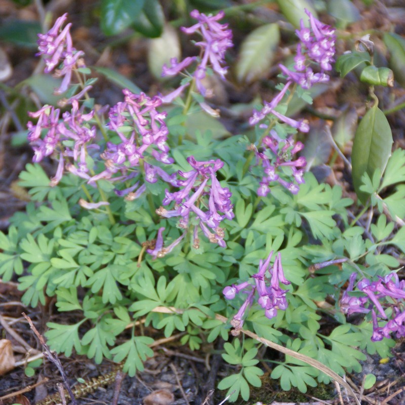 Corydalis solida subsp. solida