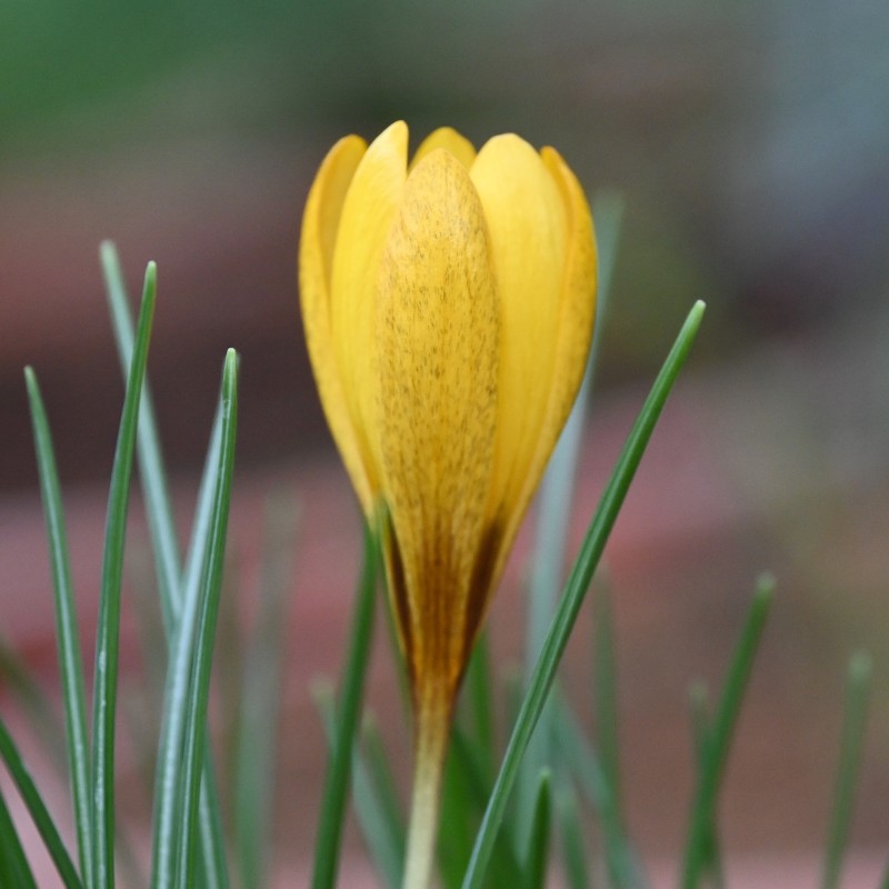 Crocus gembosii 'Golden Delight'