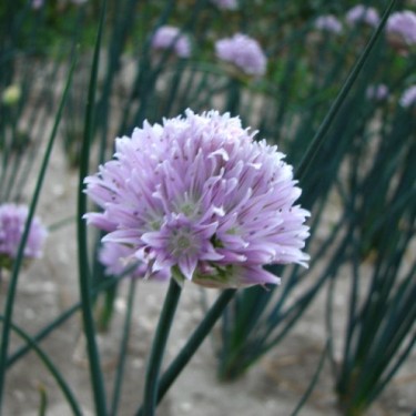 Allium ledebourianum