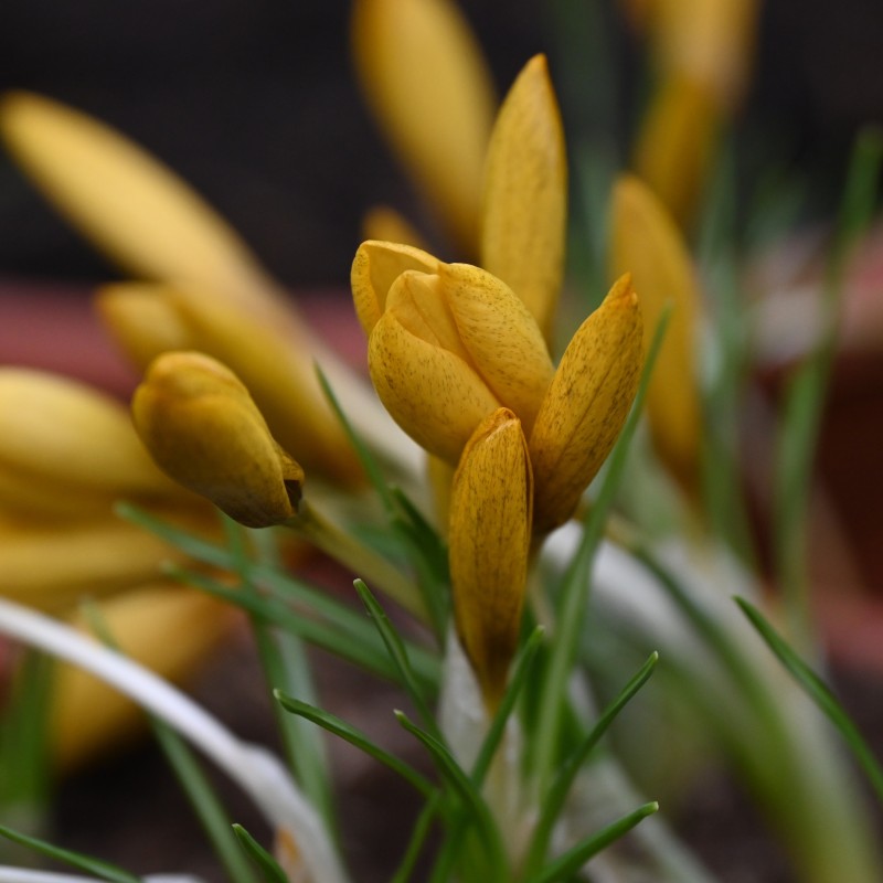 Crocus gembosii 'Golden Delight'