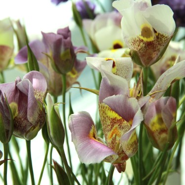 Calochortus superbus