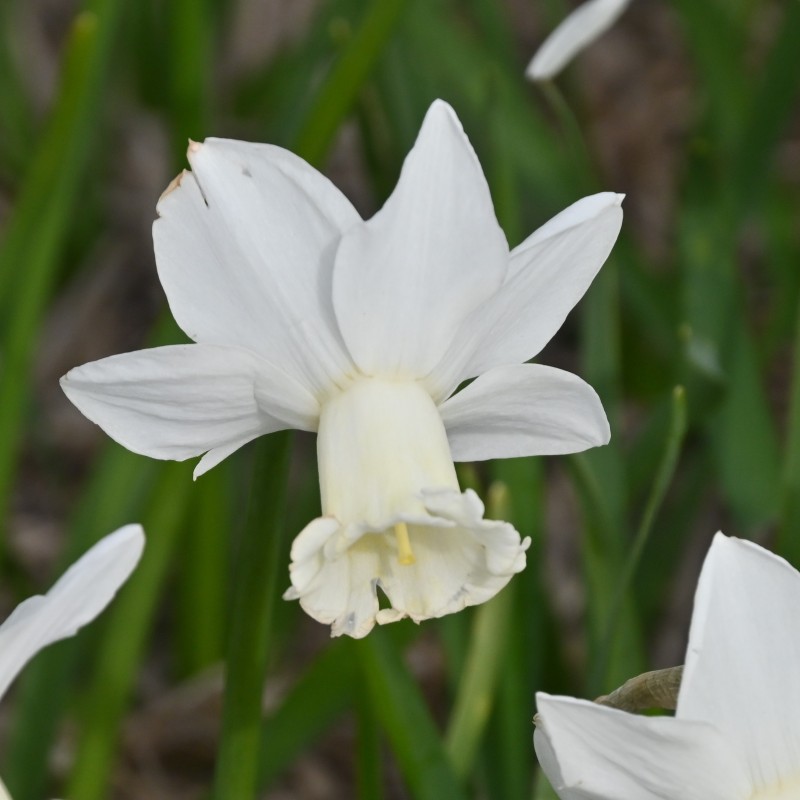 Narcissus 'Ouzel'