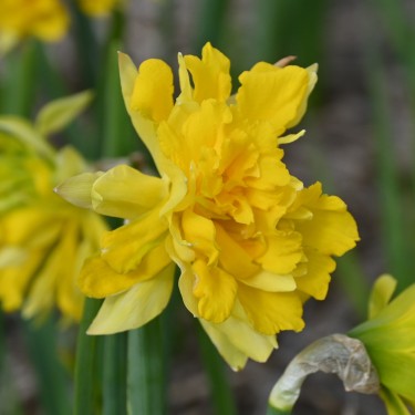 Narcissus pseudonarcissus -double form-