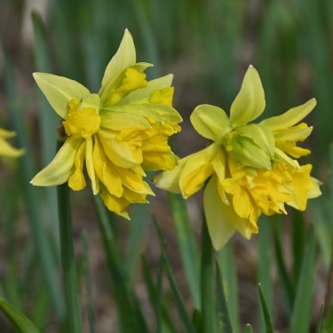 Narcissus pseudonarcissus -double form-