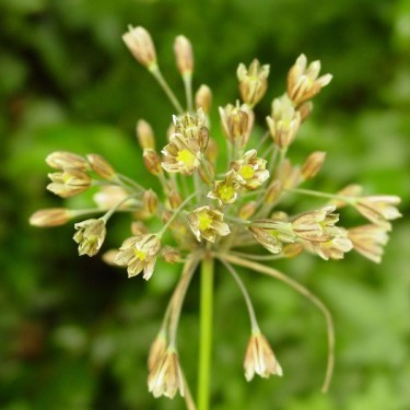 Allium lenkoranicum