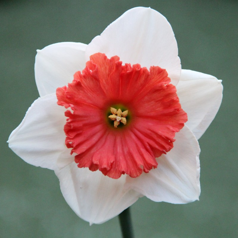 Narcissus 'Riot' Narcissus 'Riot'