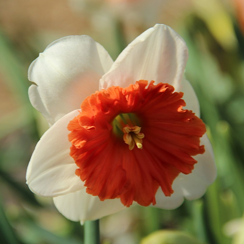 Narcissus 'Riot' Narcissus 'Riot'