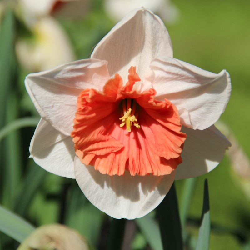 Narcissus 'Riot' Narcissus 'Riot'