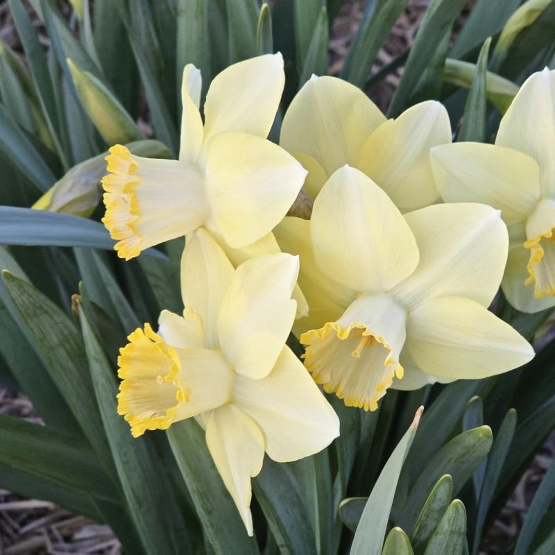 Narcissus 'Scrumpy'