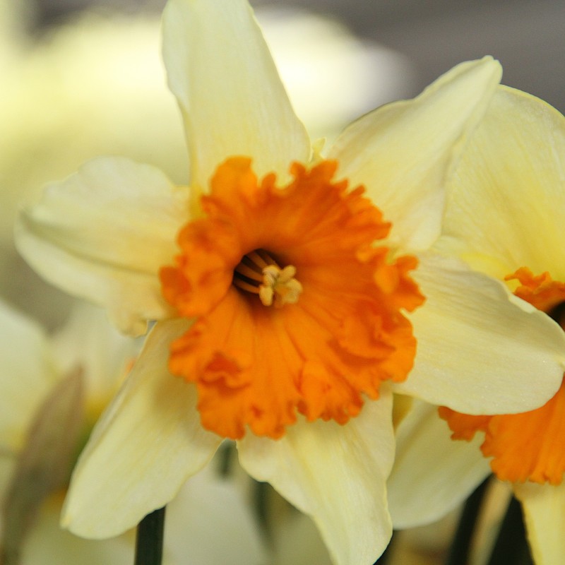 Narcissus 'Sempre Avanti' Narcissus 'Sempre Avanti'