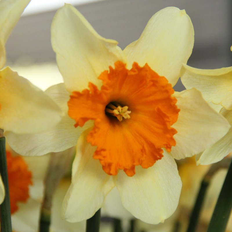 Narcissus 'Sempre Avanti' Narcissus 'Sempre Avanti'