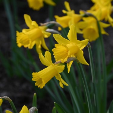 Narcissus 'Small Talk'