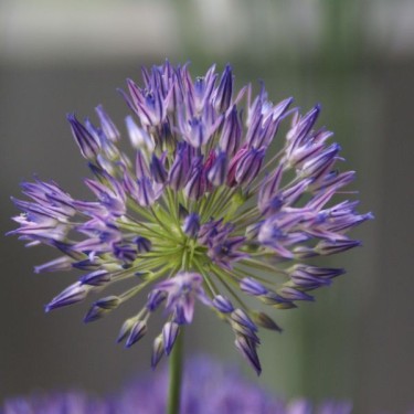 Allium litvinovii