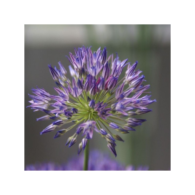 Allium litvinovii