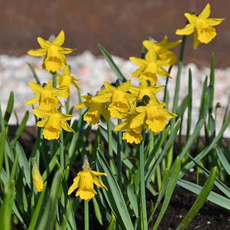 Narcissus 'Small Talk'