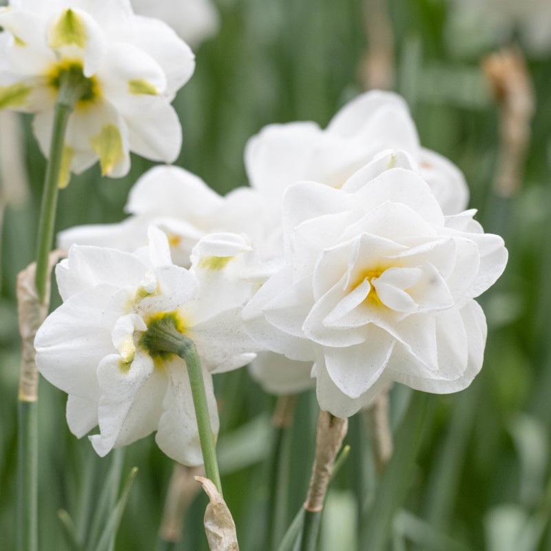 Narcissus 'Saint Claire' Narcissus 'Saint Claire'