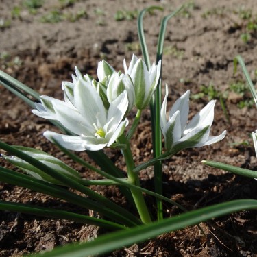 Ornithogalum gussonei
