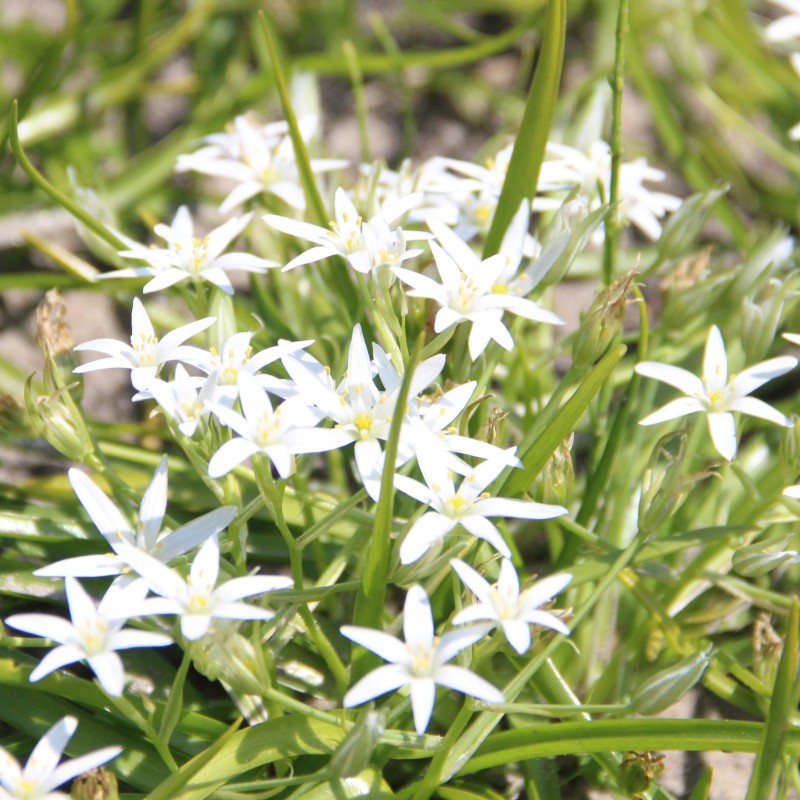 Ornithogalum montanum Ornithogalum montanum