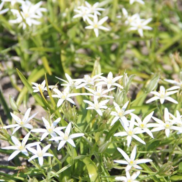 Ornithogalum montanum Ornithogalum montanum
