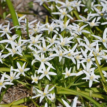 Ornithogalum montanum
