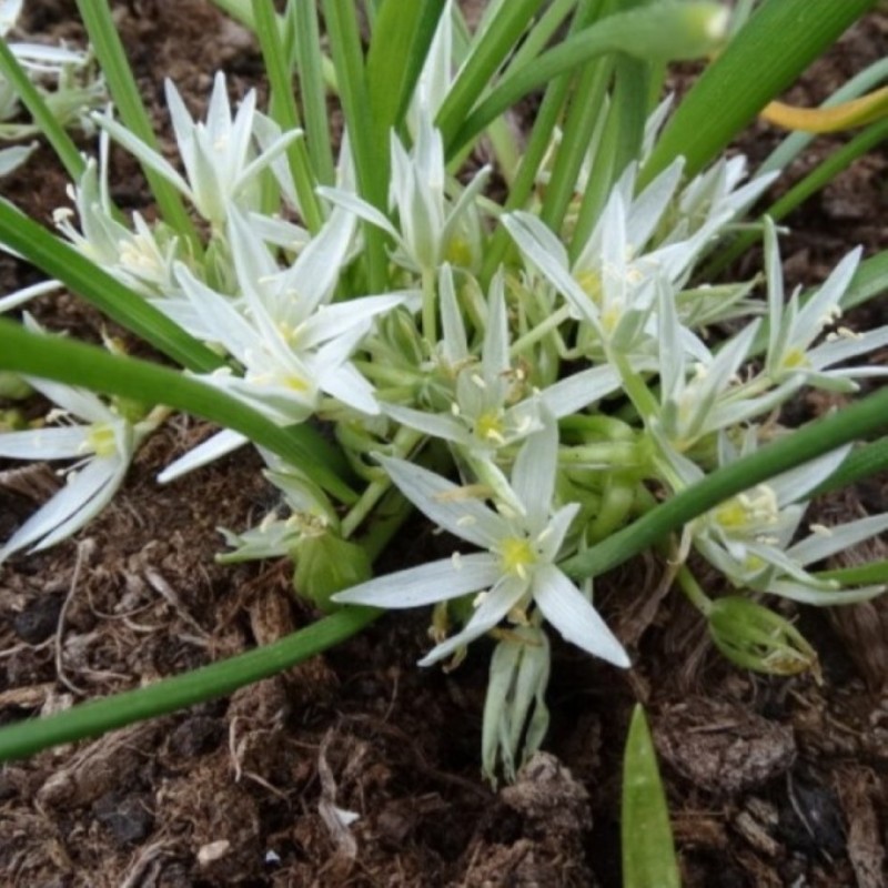 Ornithogalum refractum Ornithogalum refractum